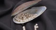 Picture of pearls in an oyster shell